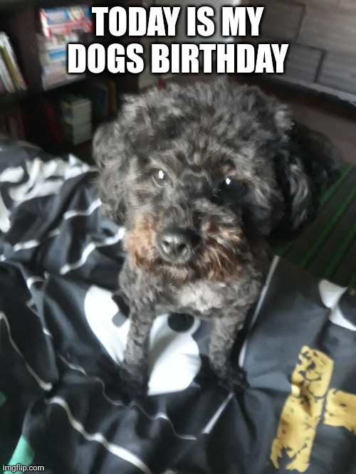 TODAY IS MY DOGS BIRTHDAY | made w/ Imgflip meme maker