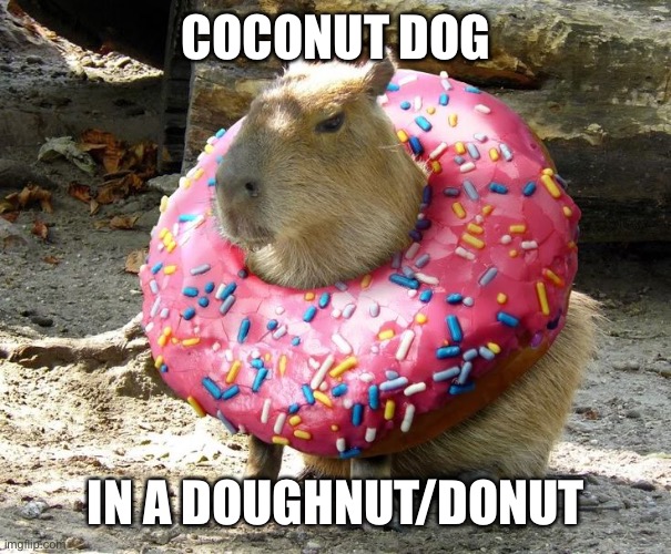 COCONUT DOG IN A DOUGHNUT/DONUT | made w/ Imgflip meme maker