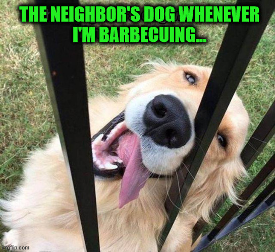 THE NEIGHBOR'S DOG WHENEVER
I'M BARBECUING... | image tagged in dogs | made w/ Imgflip meme maker