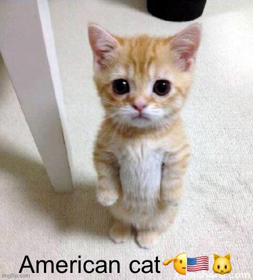 Cute Cat Meme | American cat🫡🇺🇸🐱 | image tagged in memes,cute cat | made w/ Imgflip meme maker