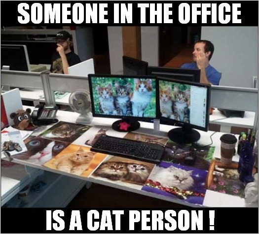 I Think We Can Tell | SOMEONE IN THE OFFICE; IS A CAT PERSON ! | image tagged in cats,obsessed,office,desk | made w/ Imgflip meme maker
