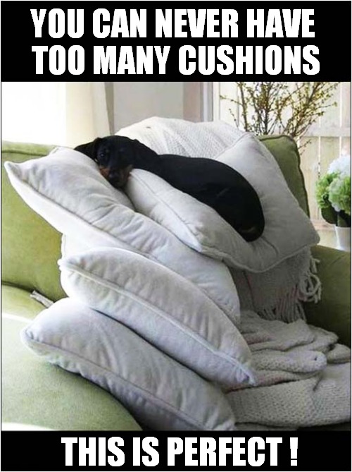 A Comfy Dog ! | YOU CAN NEVER HAVE
 TOO MANY CUSHIONS; THIS IS PERFECT ! | image tagged in dogs,comfort,cushions,perfection | made w/ Imgflip meme maker