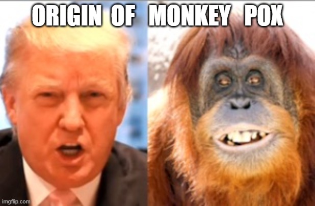 Donald trump is an orangutan | ORIGIN  OF   MONKEY   POX | image tagged in donald trump is an orangutan | made w/ Imgflip meme maker