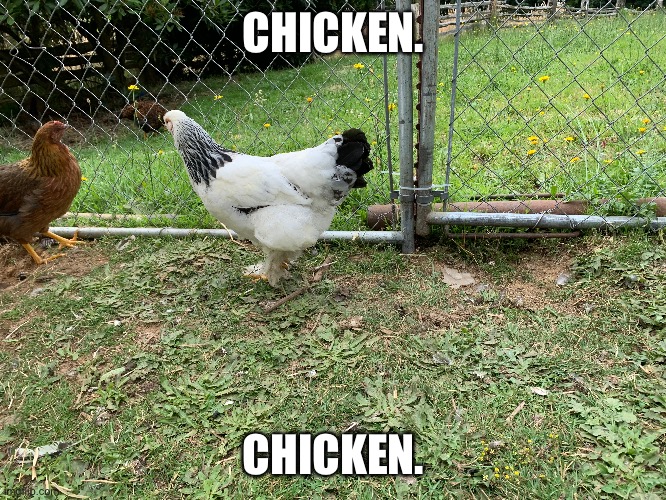 Chicken. | CHICKEN. CHICKEN. | image tagged in chicken | made w/ Imgflip meme maker