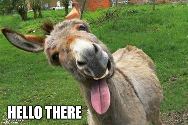 Laughing Donkey | HELLO THERE | image tagged in laughing donkey | made w/ Imgflip meme maker