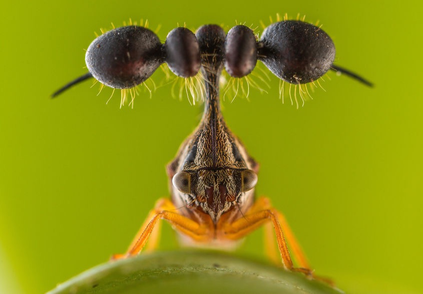 Tree hopper. Photo credit: Javier Aznar González De Rueda | image tagged in awesome,pics,photography | made w/ Imgflip meme maker