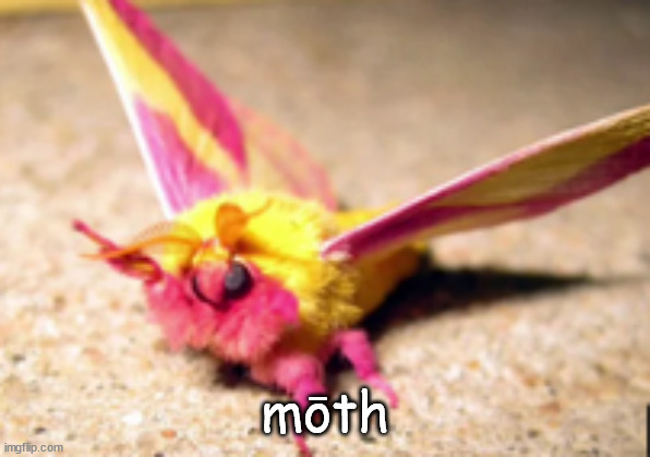 colorful moth | mōth | made w/ Imgflip meme maker