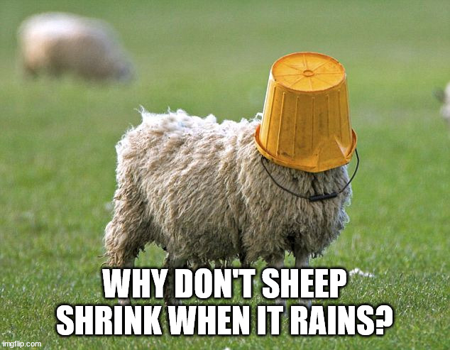 Wool shrinks when wet, right? | WHY DON'T SHEEP SHRINK WHEN IT RAINS? | image tagged in stupid sheep | made w/ Imgflip meme maker