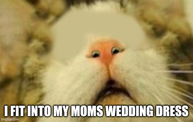 eyes in nose cat | I FIT INTO MY MOMS WEDDING DRESS | image tagged in eyes in nose cat | made w/ Imgflip meme maker