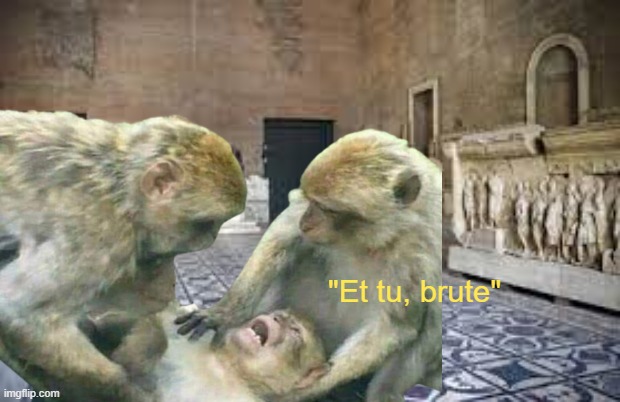 mmm monkey | "Et tu, brute" | image tagged in rmk,even you brutus | made w/ Imgflip meme maker