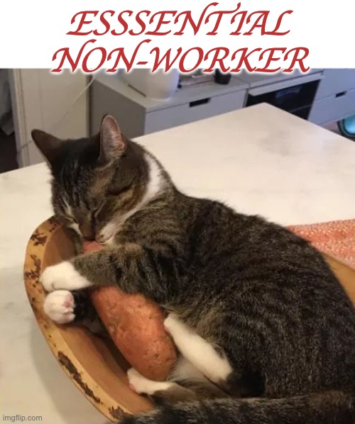 We need them, but why, exactly? -- We just do. | ESSSENTIAL
NON-WORKER | image tagged in cat hugging sweet potato,cats,sleep,work,essential | made w/ Imgflip meme maker