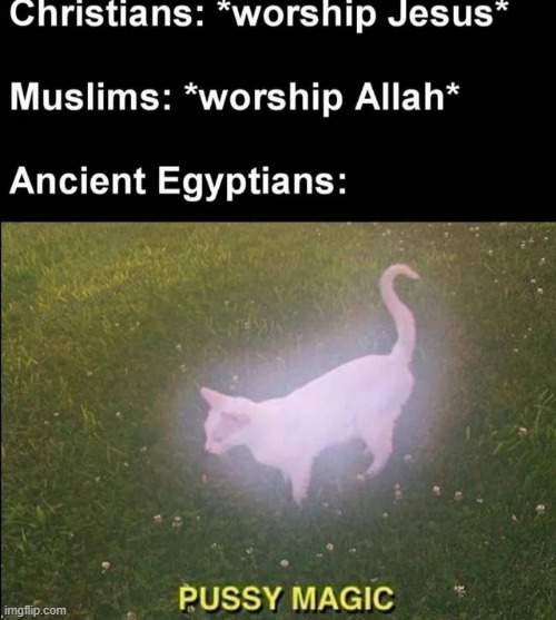 Cat Worship | image tagged in cats | made w/ Imgflip meme maker