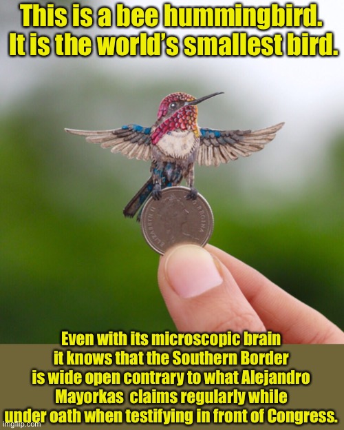 Lies before congress | This is a bee hummingbird.  It is the world’s smallest bird. Even with its microscopic brain it knows that the Southern Border is wide open contrary to what Alejandro Mayorkas  claims regularly while under oath when testifying in front of Congress. | image tagged in border | made w/ Imgflip meme maker