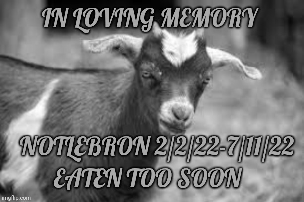 #notmygoat | IN LOVING MEMORY; NOTLEBRON 2/2/22-7/11/22; EATEN TOO SOON | image tagged in lebron james,goat | made w/ Imgflip meme maker