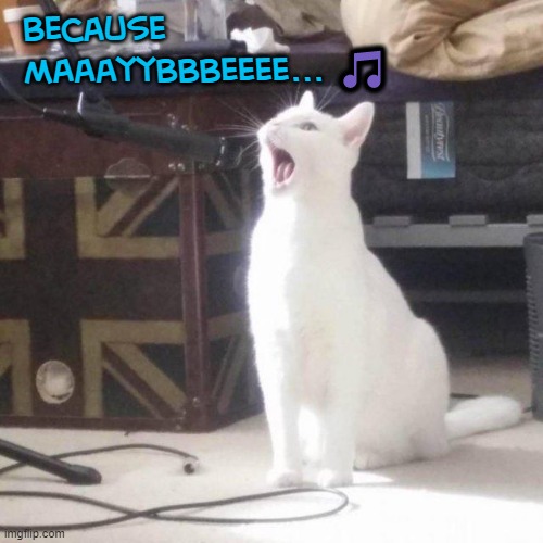 Thank you all for coming out tonight | Because maaayybbbeeee... 🎵 | image tagged in cat singing into a microphone | made w/ Imgflip meme maker