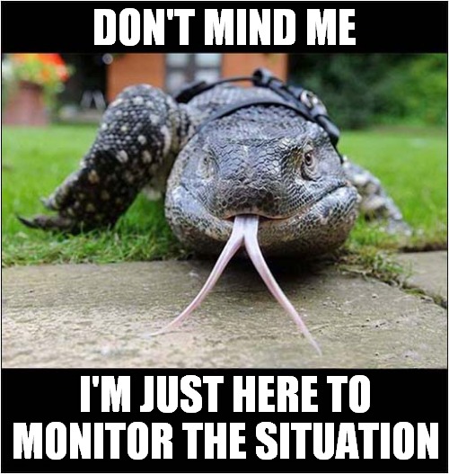 Lizard Looking Out For You ! | DON'T MIND ME; I'M JUST HERE TO MONITOR THE SITUATION | image tagged in fun,monitor,lizard,visual pun | made w/ Imgflip meme maker