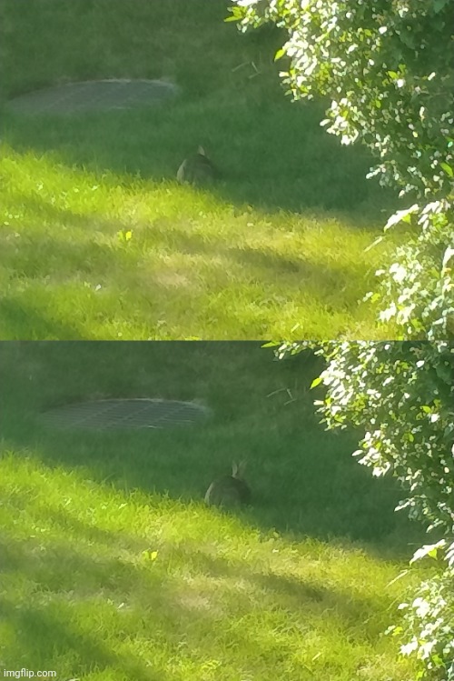 Though not very obvious it is a bunny, sorry for low image quality | image tagged in bunny 1 | made w/ Imgflip meme maker