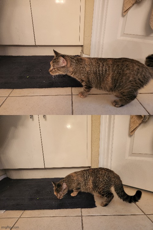 My third cat Maizy | made w/ Imgflip meme maker