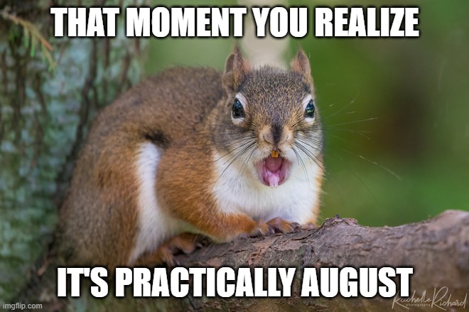 THAT MOMENT YOU REALIZE | THAT MOMENT YOU REALIZE; IT'S PRACTICALLY AUGUST | image tagged in omg squirrel,funny,cute,squirrel,omg | made w/ Imgflip meme maker