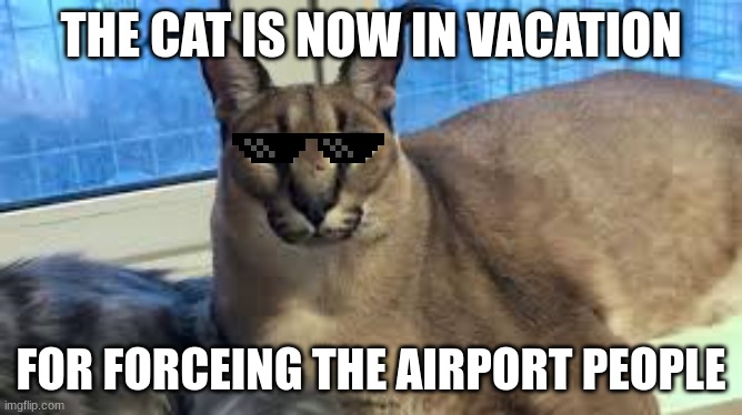 Floppa | THE CAT IS NOW IN VACATION FOR FORCEING THE AIRPORT PEOPLE | image tagged in floppa | made w/ Imgflip meme maker