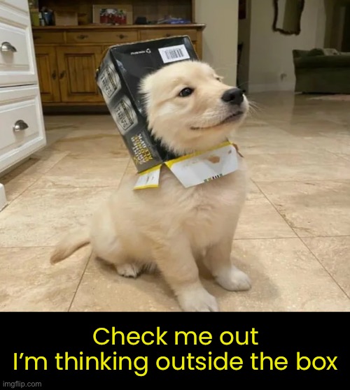 Such a cutie! | Check me out
I’m thinking outside the box | image tagged in funny memes,funny dog memes,think outside the box | made w/ Imgflip meme maker