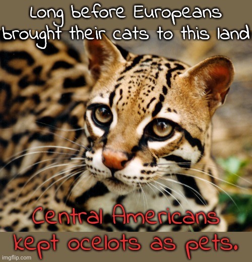 Tell your ocelot I said pss pss pss... | Long before Europeans brought their cats to this land; Central Americans kept ocelots as pets. | image tagged in ocelot,animals,feline,history,native american | made w/ Imgflip meme maker