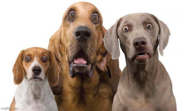 Dogs Surprised | image tagged in dogs surprised | made w/ Imgflip meme maker