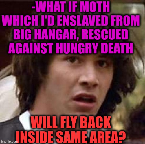 -Theory of worry. | -WHAT IF MOTH WHICH I'D ENSLAVED FROM BIG HANGAR, RESCUED AGAINST HUNGRY DEATH; WILL FLY BACK INSIDE SAME AREA? | image tagged in memes,conspiracy keanu,moth,insects,animal rescue,upgrade go back | made w/ Imgflip meme maker