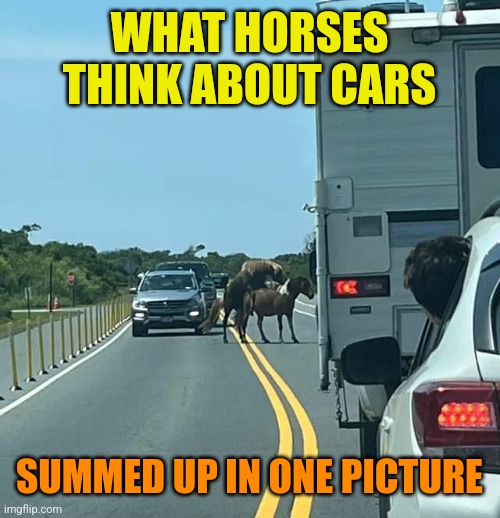 Traffic Jam | WHAT HORSES THINK ABOUT CARS; SUMMED UP IN ONE PICTURE | image tagged in horse,sex,traffic jam,cars,horses | made w/ Imgflip meme maker