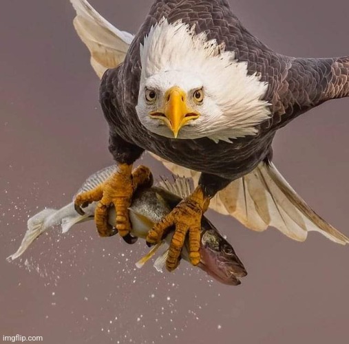 Eagle catching fish. Photo by: ThruKutrsLens Photography | image tagged in eagle,fish,awesome,photography | made w/ Imgflip meme maker