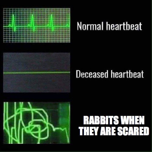 . | RABBITS WHEN THEY ARE SCARED | image tagged in heart beat meme,rabbits | made w/ Imgflip meme maker