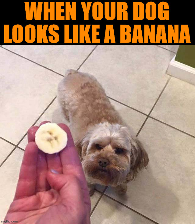 WHEN YOUR DOG LOOKS LIKE A BANANA | image tagged in dogs | made w/ Imgflip meme maker