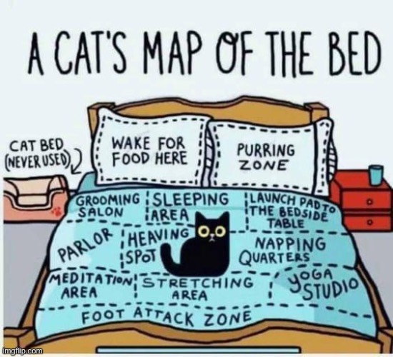 A CATS MAP OF THE BED | image tagged in cat | made w/ Imgflip meme maker