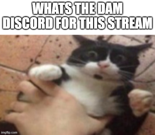 Cat caught in 4 k |  WHATS THE DAM DISCORD FOR THIS STREAM | image tagged in cat caught in 4 k | made w/ Imgflip meme maker
