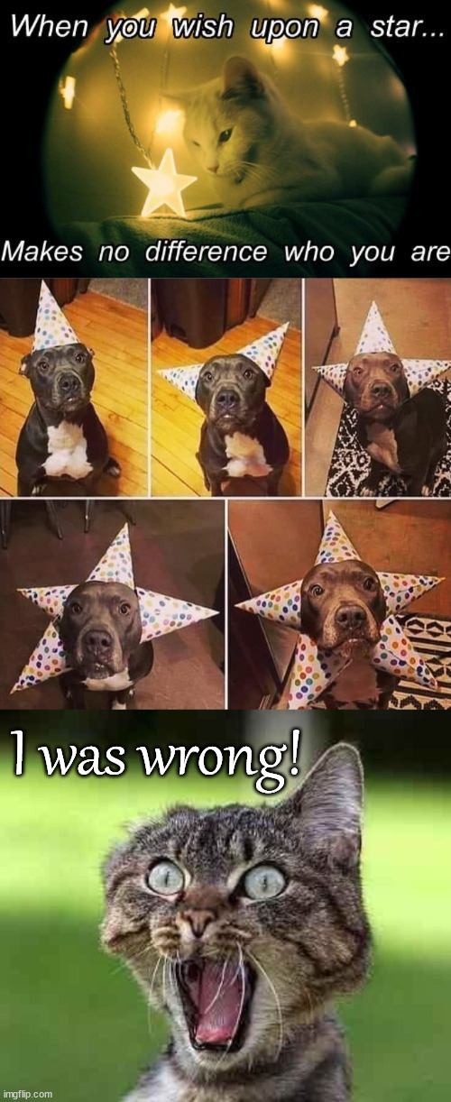 Wishing on the wrong star |  I was wrong! | image tagged in cat freak out,wishing,stars,cats,dogs | made w/ Imgflip meme maker