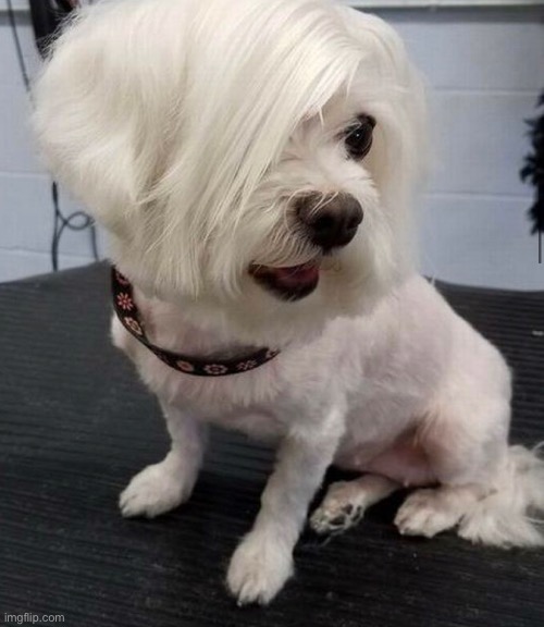 Karen doggo | made w/ Imgflip meme maker