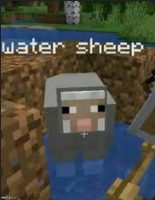 Water sheep | image tagged in water sheep | made w/ Imgflip meme maker