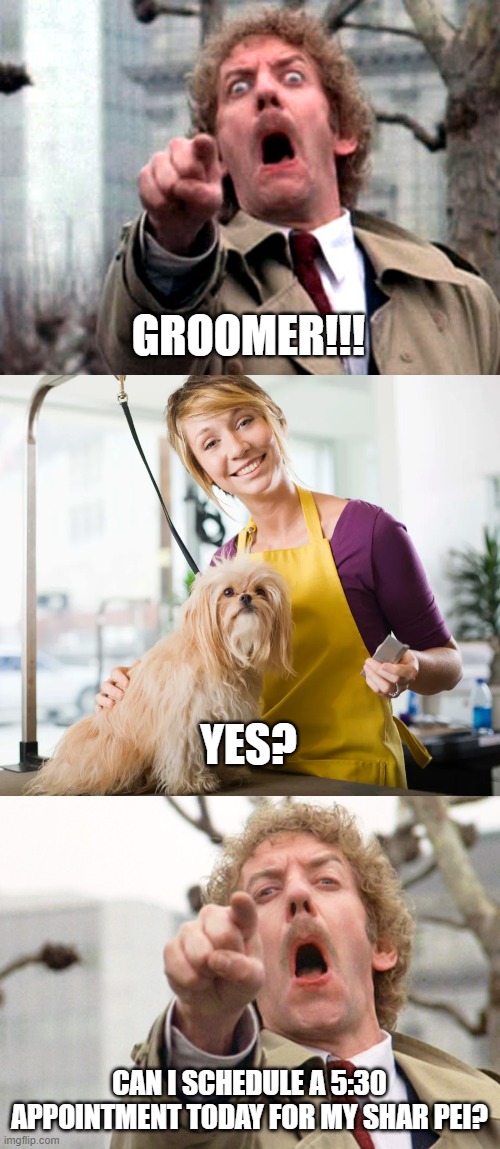 Let's Have Ourselves a Little Doggie Stylin' | GROOMER!!! YES? CAN I SCHEDULE A 5:30 APPOINTMENT TODAY FOR MY SHAR PEI? | image tagged in screaming donald sutherland | made w/ Imgflip meme maker