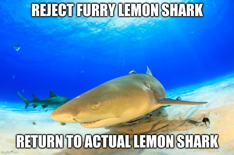 REJECT FURRY LEMON SHARK; RETURN TO ACTUAL LEMON SHARK | made w/ Imgflip meme maker