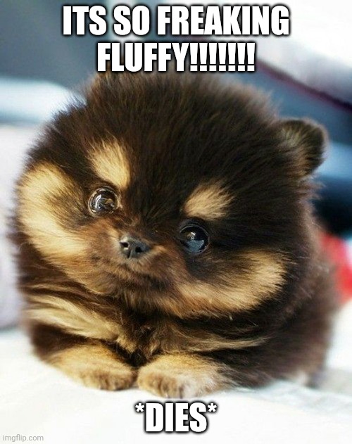 cute puppy eyes | ITS SO FREAKING FLUFFY!!!!!!! *DIES* | image tagged in cute puppy eyes | made w/ Imgflip meme maker