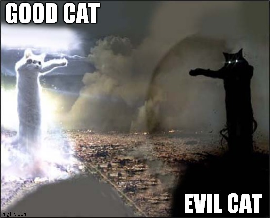 Which One Would You Take Home ! | GOOD CAT; EVIL CAT | image tagged in cats,good,evil,choice | made w/ Imgflip meme maker
