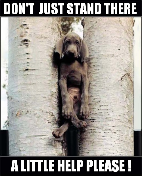 Rescue Me ! | DON'T  JUST STAND THERE; A LITTLE HELP PLEASE ! | image tagged in dogs,stuck,tree,rescue | made w/ Imgflip meme maker
