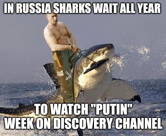 Putin, sharkweek | IN RUSSIA SHARKS WAIT ALL YEAR; TO WATCH "PUTIN" WEEK ON DISCOVERY CHANNEL | image tagged in putin | made w/ Imgflip meme maker