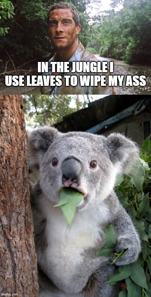 OMG | IN THE JUNGLE I USE LEAVES TO WIPE MY ASS | image tagged in memes,surprised koala,bear grylls | made w/ Imgflip meme maker