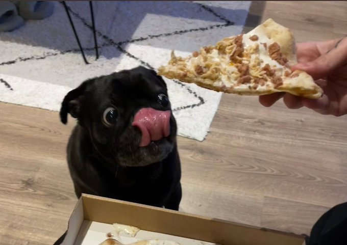 High Quality PizzaDogSmall Blank Meme Template