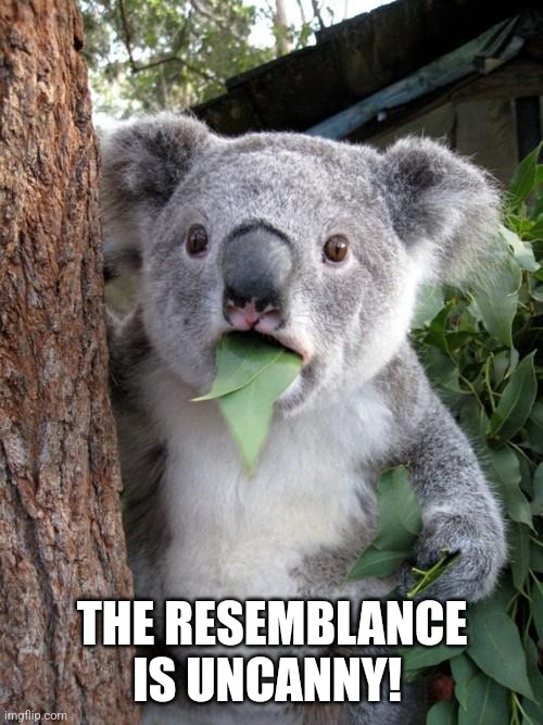 Surprised Koala Meme | THE RESEMBLANCE IS UNCANNY! | image tagged in memes,surprised koala | made w/ Imgflip meme maker