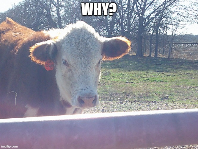 Cow | WHY? | image tagged in cow | made w/ Imgflip meme maker