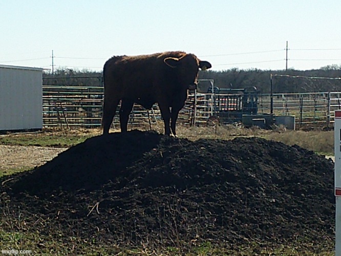 I saw this cow a year after Rani died. I saw in January 2021. I used to go to this pasture to see the cows all the time, but sad | image tagged in king of the hill | made w/ Imgflip meme maker