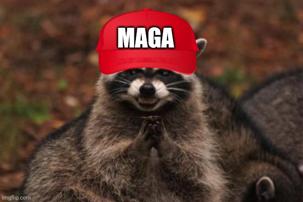 Evil racoon | MAGA | image tagged in evil racoon | made w/ Imgflip meme maker