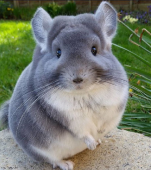 The Almighty Chinchilla | made w/ Imgflip meme maker